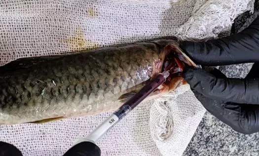 PESQUISA ][ UEMA detecta 11 variações de Leptospira em peixes do Maranhão